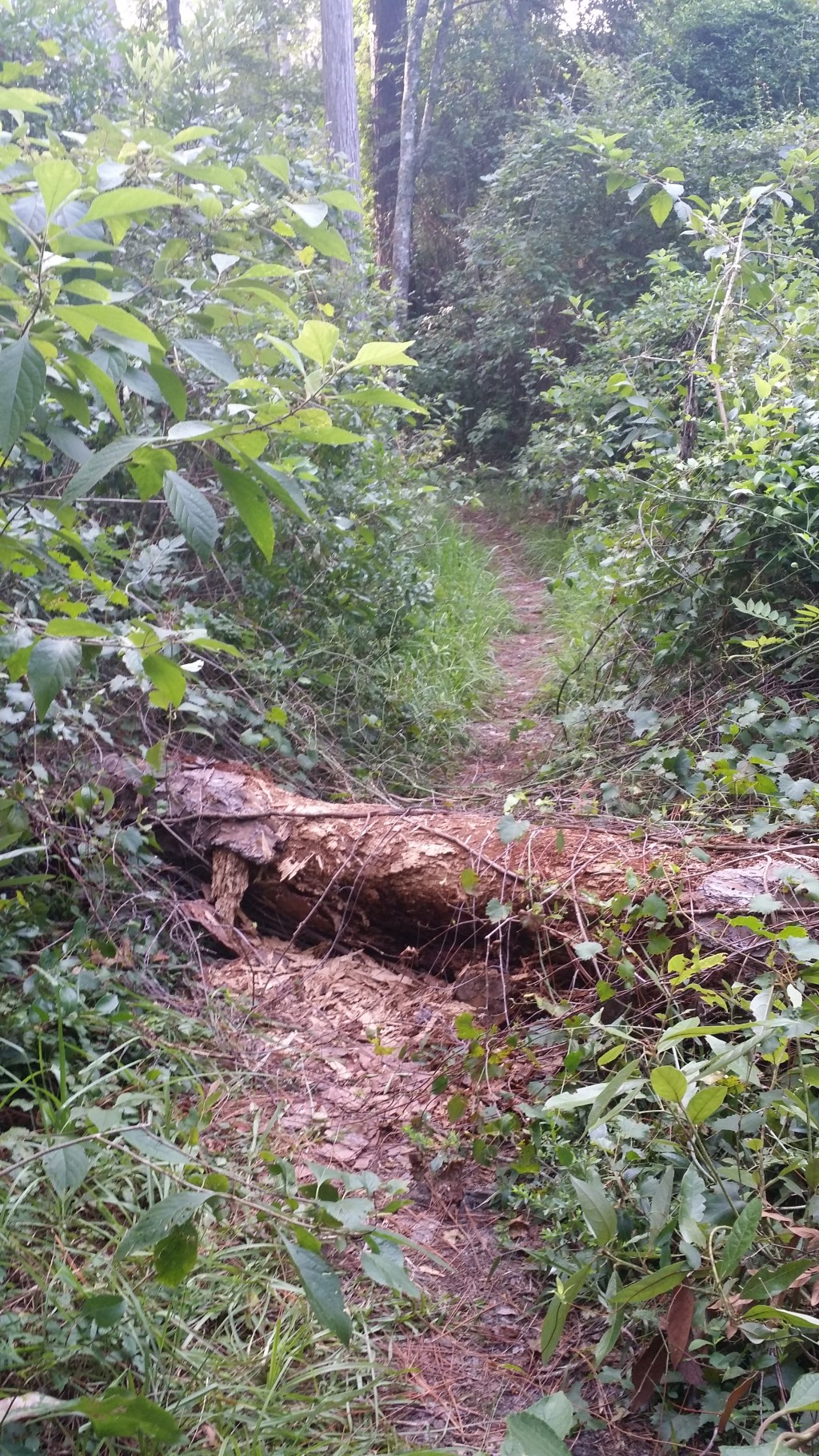 Is Biblical Creationism&nbsp;Illogical?