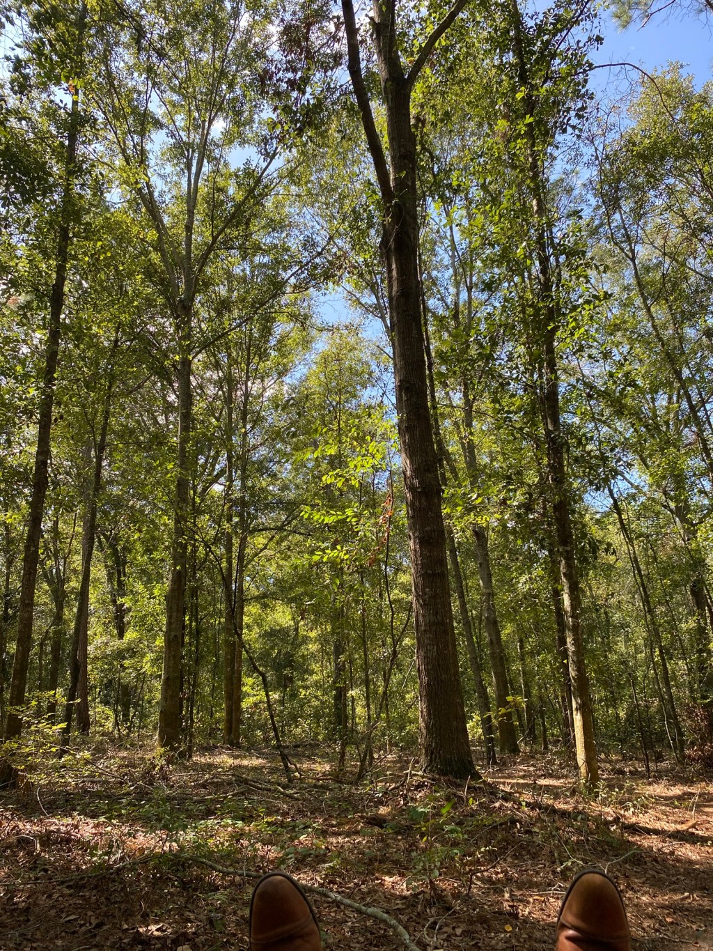 Grieving the Trees: Embracing Change and&nbsp;Hope