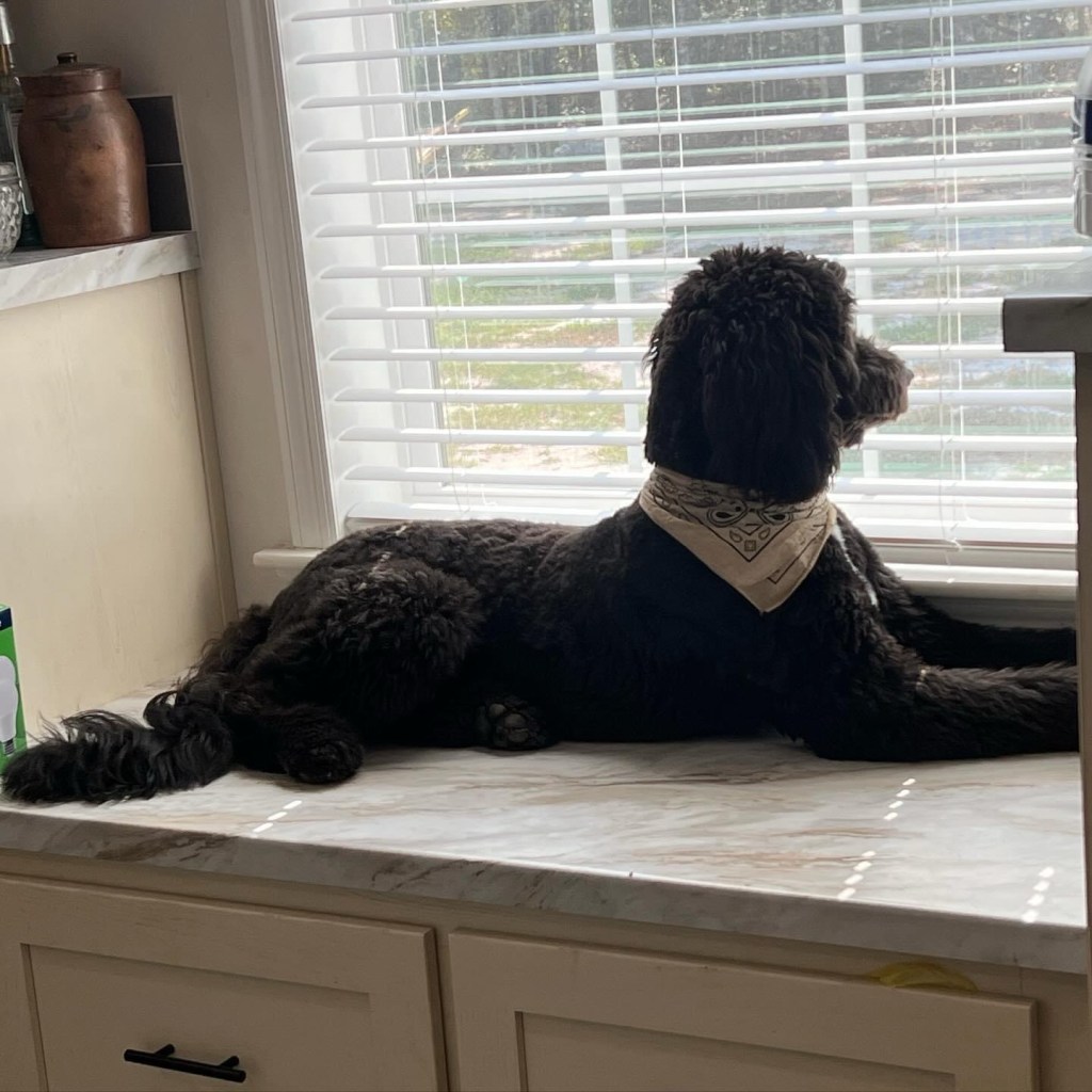 Banjo the Dog: A Source of Unexpected&nbsp;Happiness