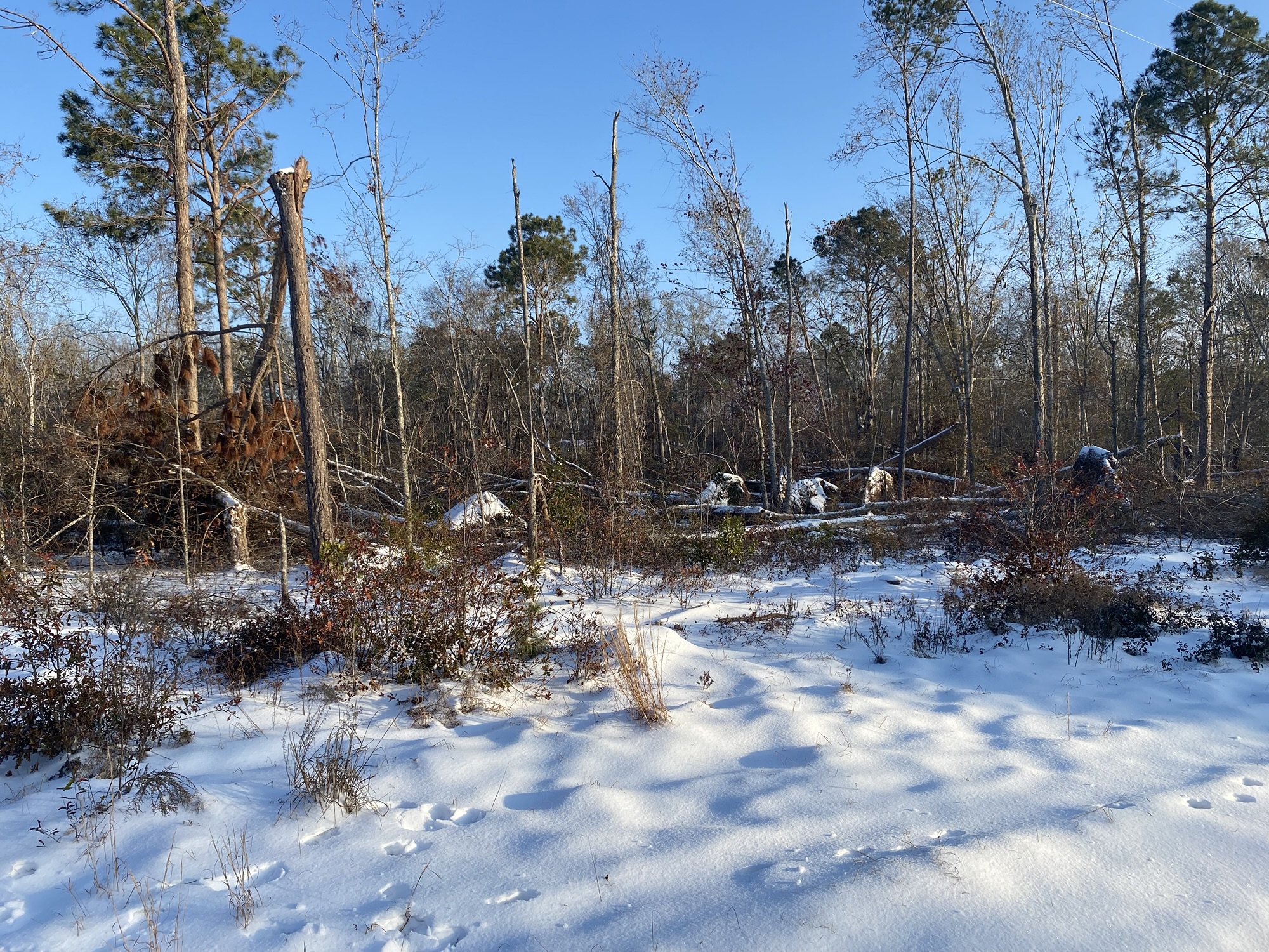 Snow on the downed trees from Helene
