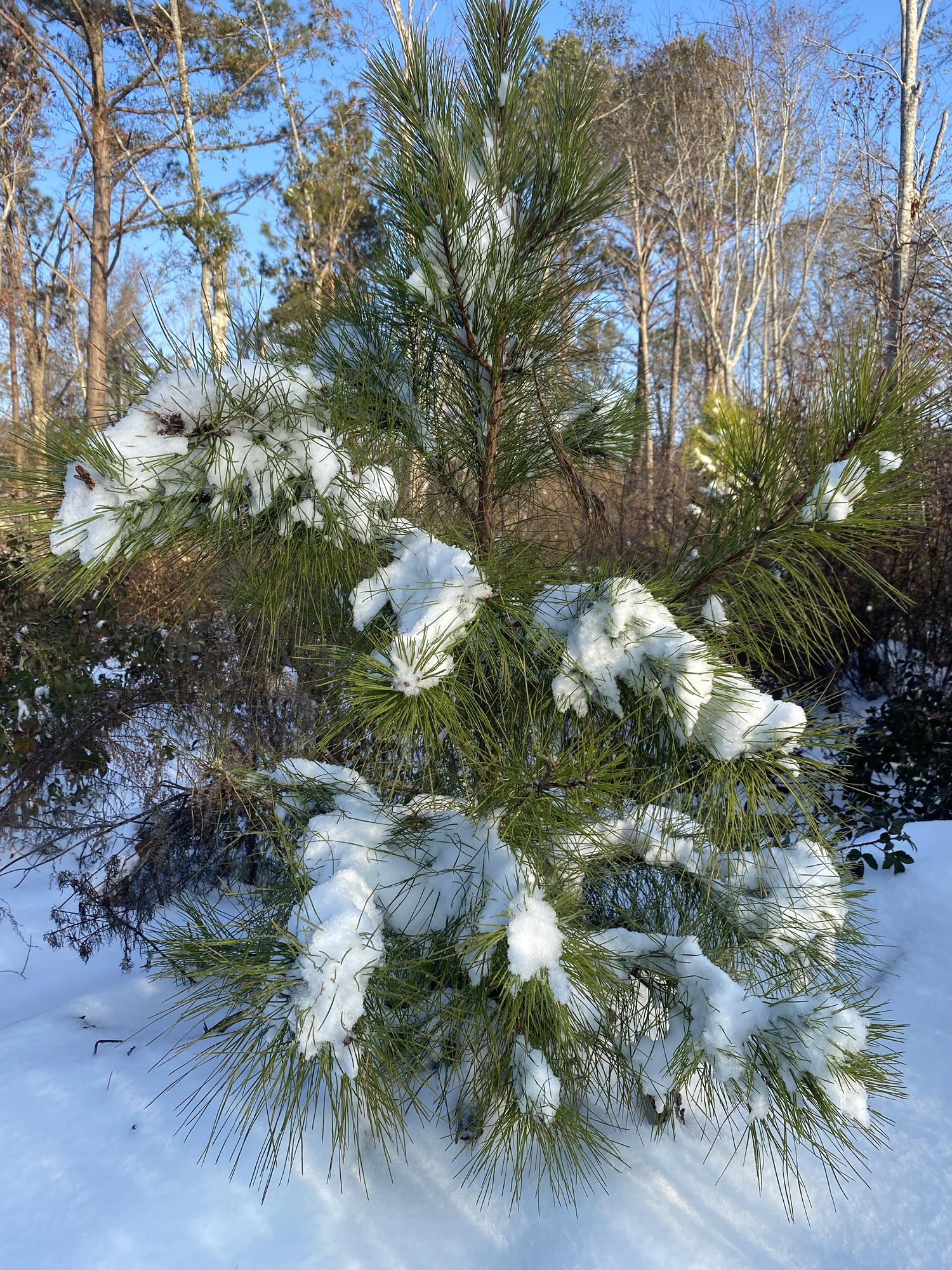 Snowy little pine